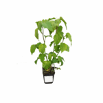 hibiskus bylinowy