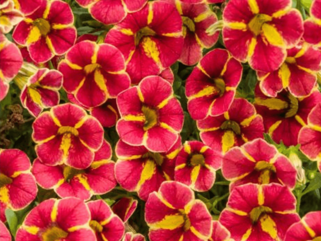 Calibrachoa Superbells 'Tangerine Star’ – pomarańczowe kwiaty P9