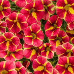 Calibrachoa Tangerine Star (1) (1)