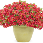 Calibrachoa Tangerine Star (2) (1)