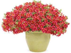 Calibrachoa Tangerine Star (2) (1)