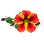 Calibrachoa Tangerine Star (3) (1)