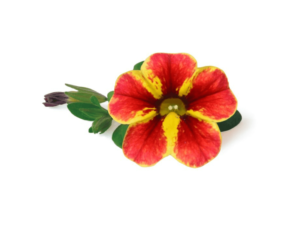 Calibrachoa Tangerine Star (3) (1)