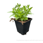 calibrachoa sadzonka