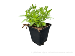 calibrachoa sadzonka