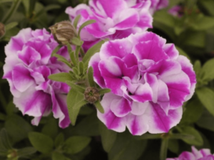 biało-różwe kwiaty