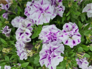 biało-fioletowe kwiaty