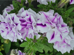 biało-fioletowe kwiaty