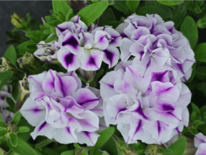 biało-fioletowe kwiaty