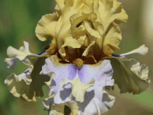 Irys Floating Feather