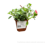 petunia sadzonka