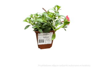 petunia sadzonka