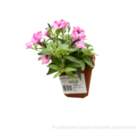 Mini Vista Pink Star sadzonka (1)