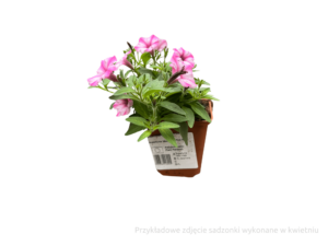 Mini Vista Pink Star sadzonka (1)