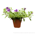 petunia sadzonka
