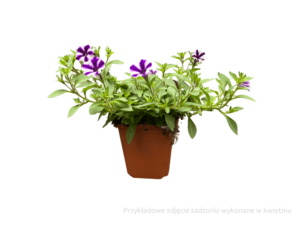 petunia sadzonka