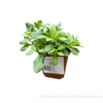 petunia sadzonka