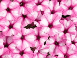 biało-różowe kwiaty