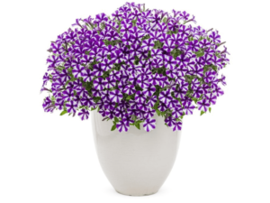 biało fioletowe kwiaty w doniczce