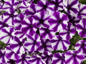 biało fioletowe kwiaty