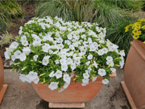 białe kwiaty w donicy