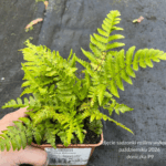 Narecznica czerwonozawijkowa 'Copact'