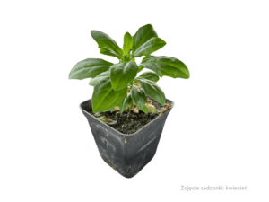 Sadzonka Osteospermum