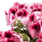 Pelargonia Aristo Romance (1) (1)