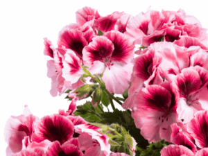 Pelargonia Aristo Romance (1) (1)