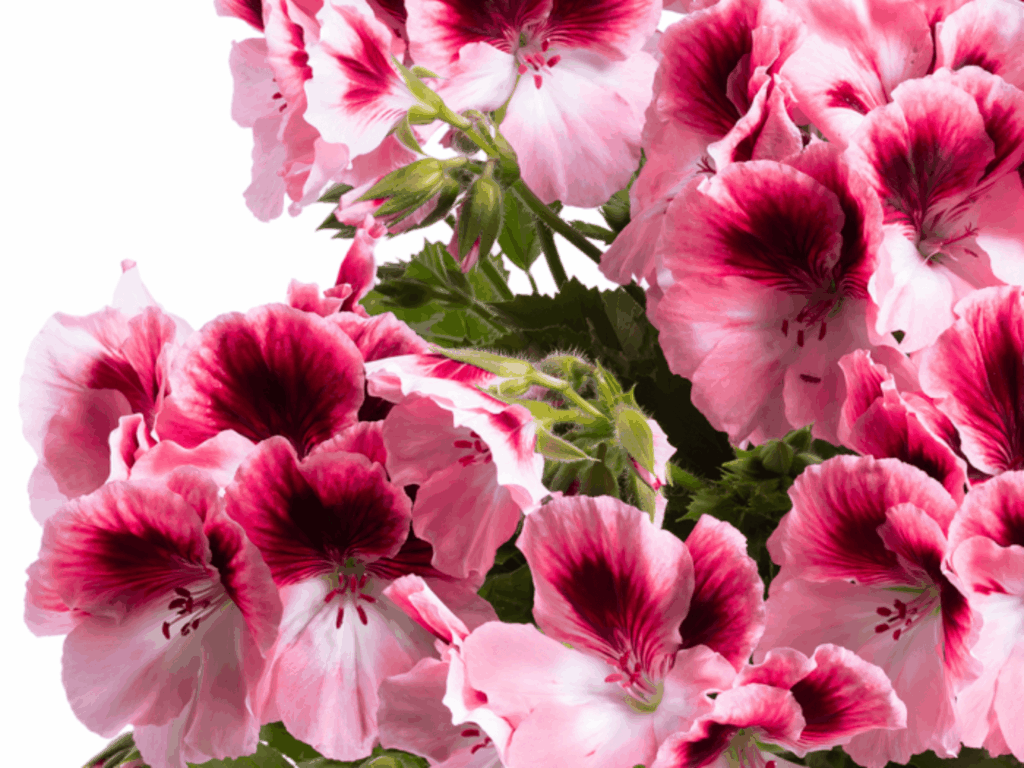 Pelargonia angielska  'Aristo Romance’ P12 różowe kwiaty z ciemnym środkiem