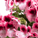 Pelargonia Aristo Romance (2)