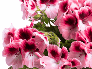 Pelargonia angielska  'Aristo Romance' P12 różowe kwiaty z ciemnym środkiem