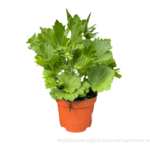 pelargonia angielska sadzonka
