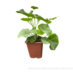 pelargonia