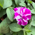 petunia kwiat