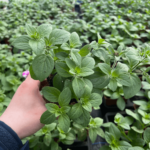 petunia sadzonka
