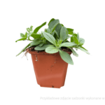 petunia sadzonka