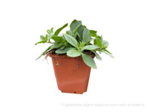 petunia sadzonka