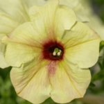 jasnożółta petunia