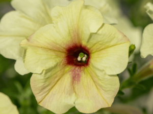 jasnożółta petunia