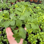 petunia double lilac sadzonka