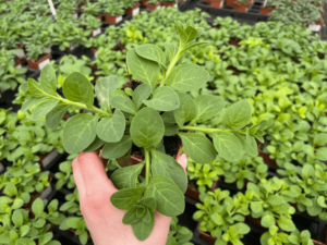petunia double lilac sadzonka