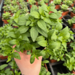 petunia sadzonka