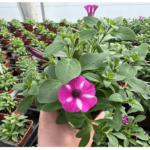 petunia sadzonka