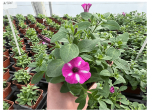 petunia sadzonka