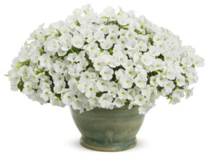 białe kwiaty w donicy