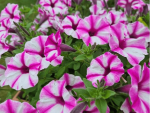 biało różowe kwiaty