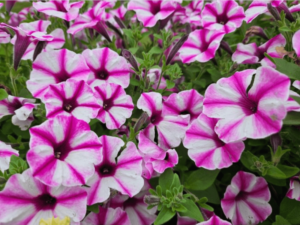 biało-różowe kwiaty