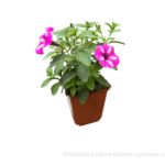 sadzonka petunia