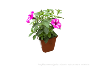 sadzonka petunia